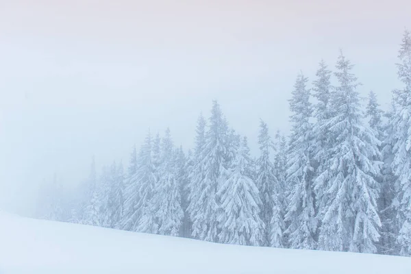 Niebla Densa Las Montañas Árbol Mágico Cubierto Nieve Invierno Previsión —  Fotos de Stock