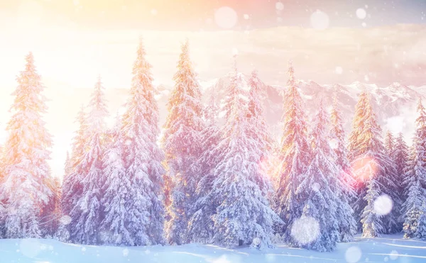 Winter Landschap Bomen Hek Rijm Vlokken Achtergrond Met Sommige Zachte — Stockfoto