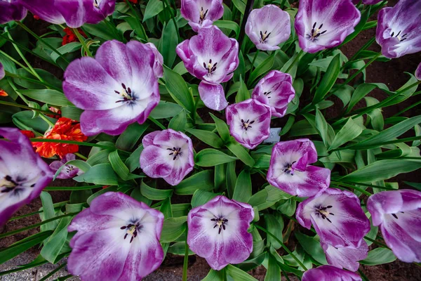 Underbara Tulpan Blommor Parken Keukenhof — Stockfoto