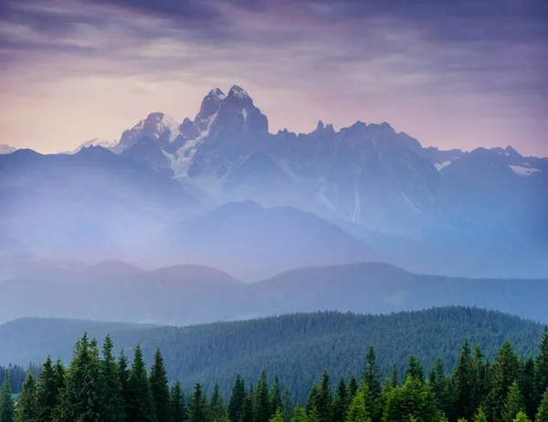 Las Sosnowy Piękno Świata Ukraina Europa Karpat — Zdjęcie stockowe