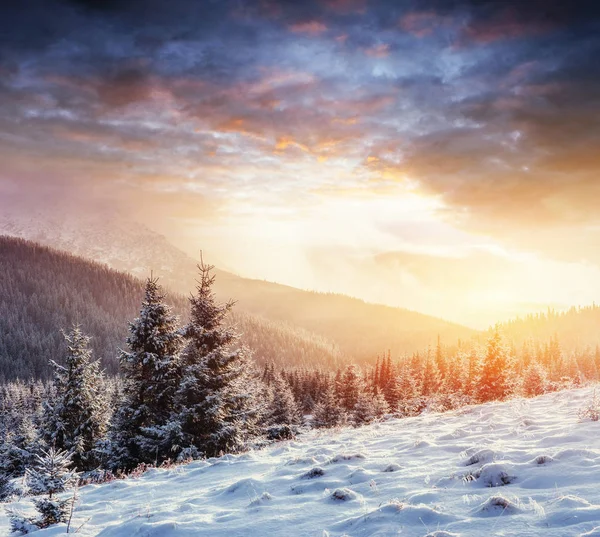 Kouzelné Zimní Zasněžené Strom Západ Slunce Karpatech Ukrajina Evropa — Stock fotografie