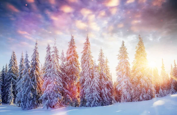 Paisagem Inverno Misteriosa Montanhas Majestosas Inverno Árvore Coberta Neve Inverno — Fotografia de Stock