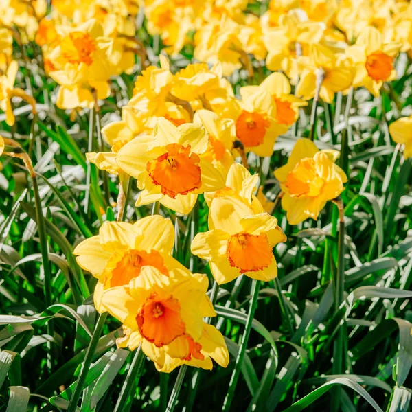 Yellow Daffodils in the gardens of Holland. Bokeh light effect, soft filter. Instagram toning effect. Keukenhof Flower Park