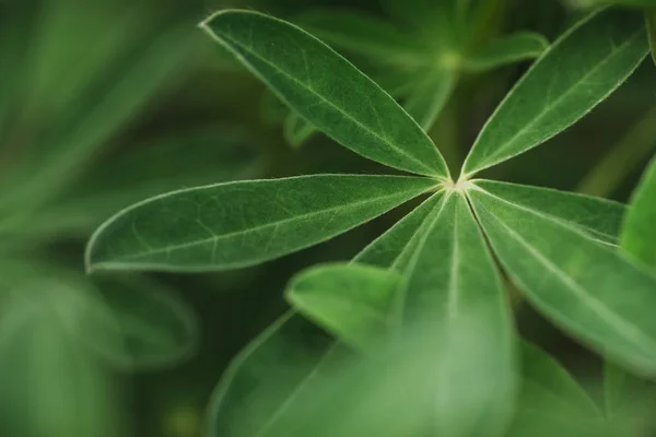 Streszczenie Tropikalny Charakter Egzotyczne Makro Zielony Liść — Zdjęcie stockowe