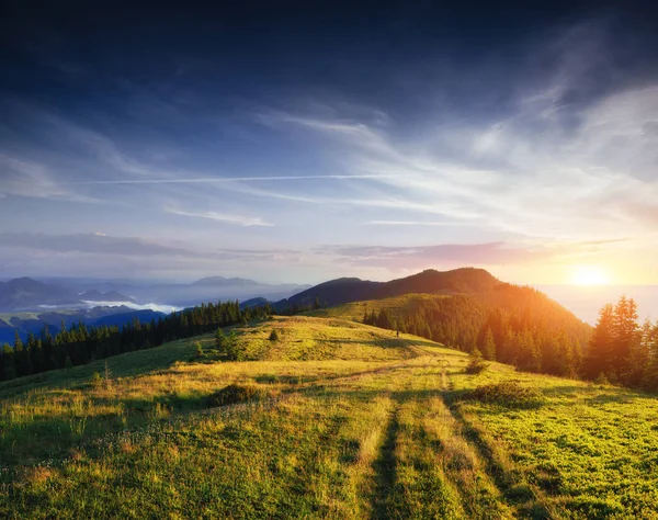 Bosque Pinos Mundo Belleza Cárpatos Ucrania Europa — Foto de Stock