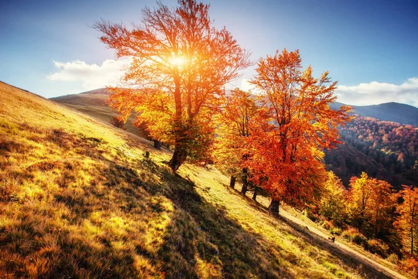 Berk Bos Zonnige Middag Terwijl Herfst Seizoen — Stockfoto