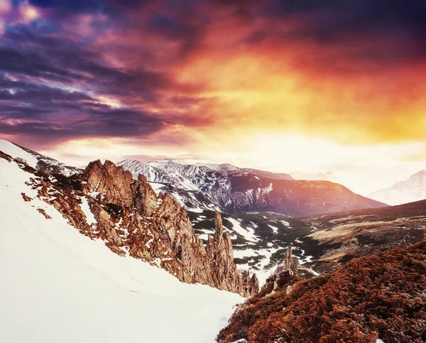 魔法の冬の雪には ツリーが覆われています カルパチア山脈の夕日 ウクライナ ヨーロッパ — ストック写真