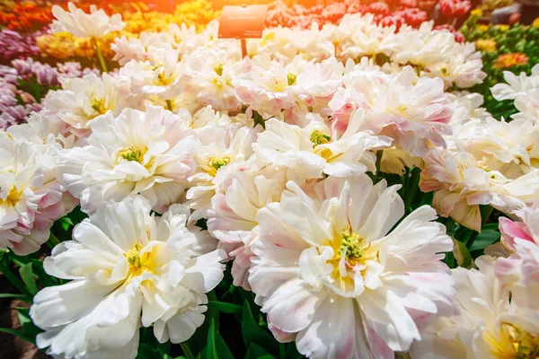 美丽的郁金香花束 五颜六色的郁金香 郁金香在春天 五颜六色的郁金香 郁金香 Florosa 库肯霍夫花公园 — 图库照片