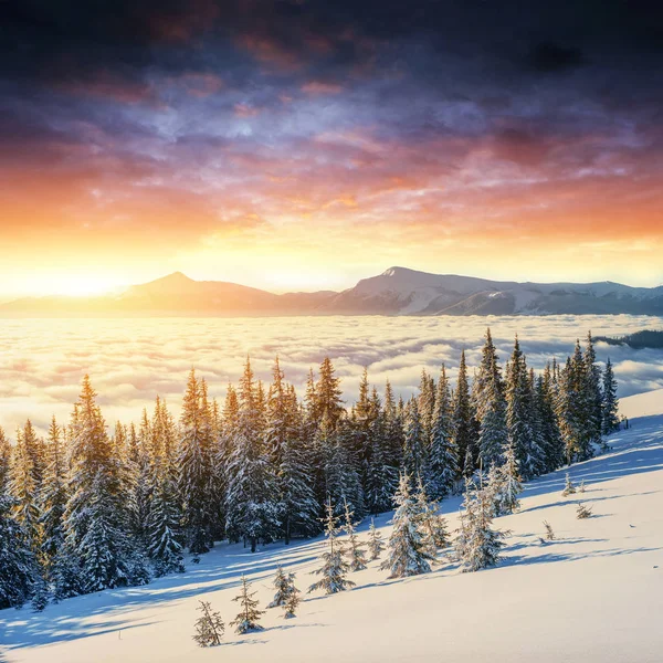 Colorful Sunset Mountain Ranges National Park Carpathians Fantastically Illuminated Winter — Stock Photo, Image