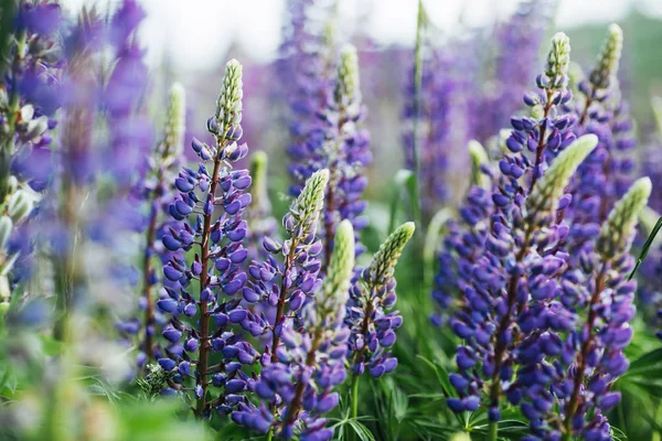 Flores Tremoço Roxo Grama Verde Ucrânia Europa — Fotografia de Stock