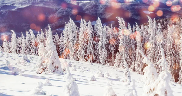 冬の神秘的な冬景色雄大な山々 魔法の冬の雪には ツリーが覆われています グリーティング カード ピンぼけ光効果 ソフト フィルター カルパティア ウクライナ — ストック写真