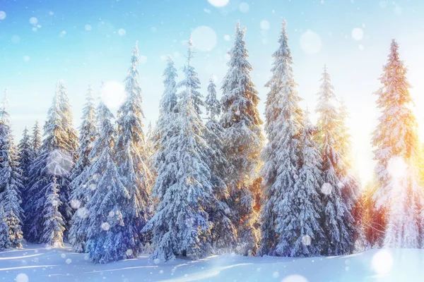 Lumière Soleil Traverse Cime Des Arbres Dans Les Montagnes Carte — Photo