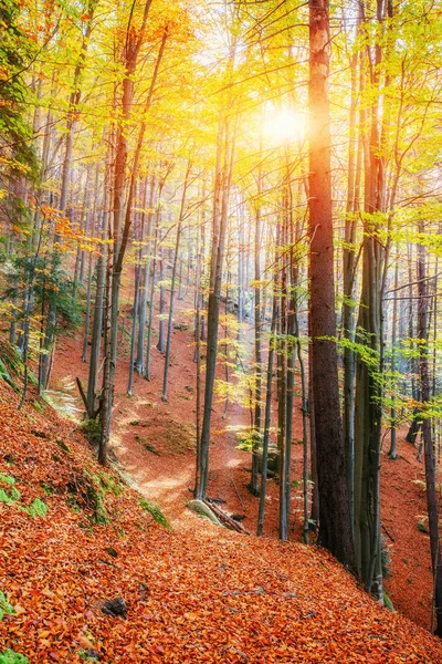Лесная Дорога Осенью Осенний Пейзаж — стоковое фото