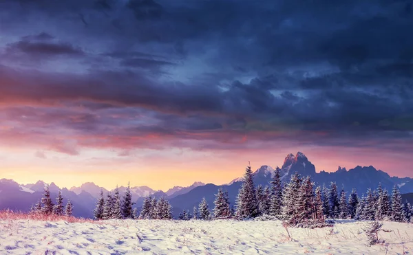 Magical Winter Snow Covered Tree Sunset Carpathians Ukraine Europe — Stock Photo, Image