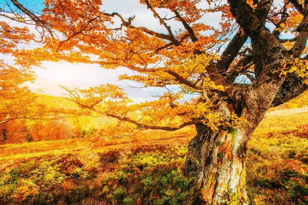 Obrovský Kámen Lesnaté Oblasti Fantastický Slunečný Den Podzimním Lese Podzimní — Stock fotografie