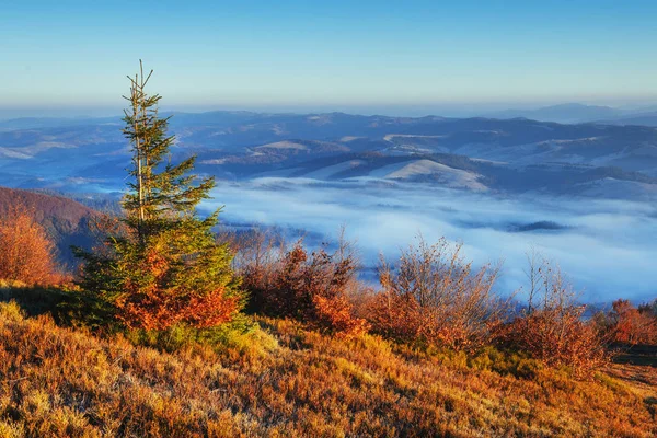 Berkenbos Zonnige Namiddag Terwijl Herfst Seizoen Herfst Landschap Oekraïne Europa — Stockfoto