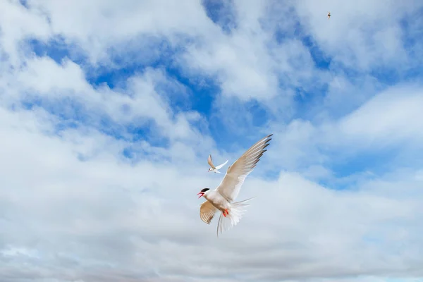 Patrón Ártico Sobre Fondo Blanco Nubes Azules Islandia —  Fotos de Stock