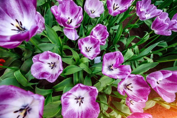 Underbara Tulpan Blommor Parken Keukenhof — Stockfoto