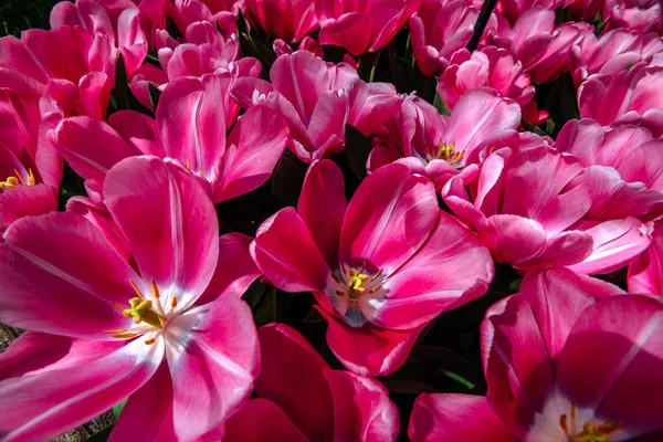 Tulipa Domino Keukenhof Blomma Park Holland Nederländerna — Stockfoto