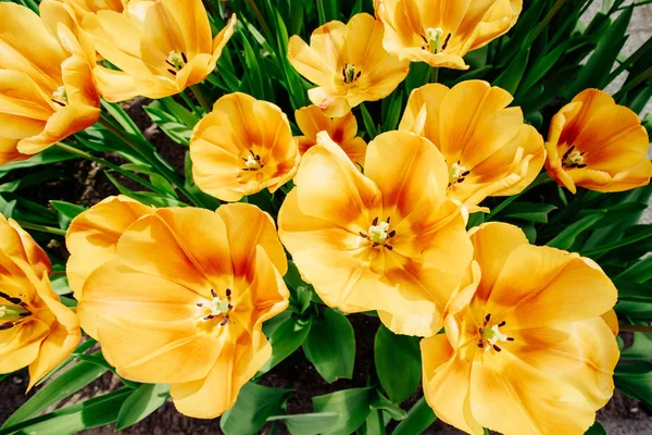 Renkli Lale Çiçek Alanı Keukenhof Çiçek Park Hollanda — Stok fotoğraf