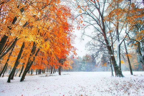 月最初の冬の雪と山のブナの森 日光は冬の初期の頃の木の紅葉を突破します — ストック写真
