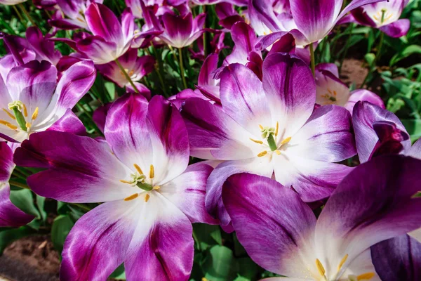 Θαυμάσια Τουλίπα Λουλούδια Στο Πάρκο Keukenhof Θρίαμβος Του Πίτσμπουργκ Όμορφο — Φωτογραφία Αρχείου
