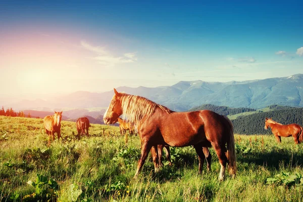 Atları Fantastik Güneşli Yaz Günü Dağlarında Sürüsü — Stok fotoğraf