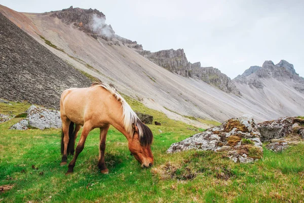 Charmosos Cavalos Islandeses Pasto Com Montanhas Fundo — Fotografia de Stock