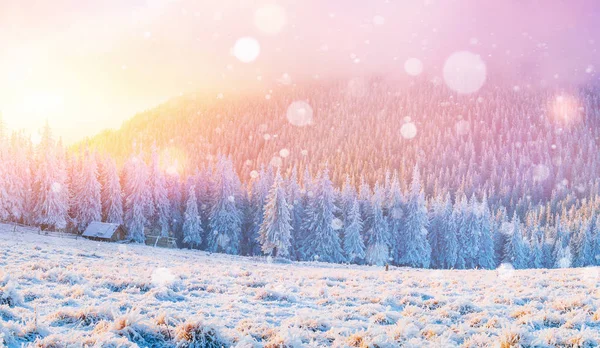 Kabina Horách Zimě Pozadí Trochou Měkkého Světla Sněhové Vločky Karpaty — Stock fotografie