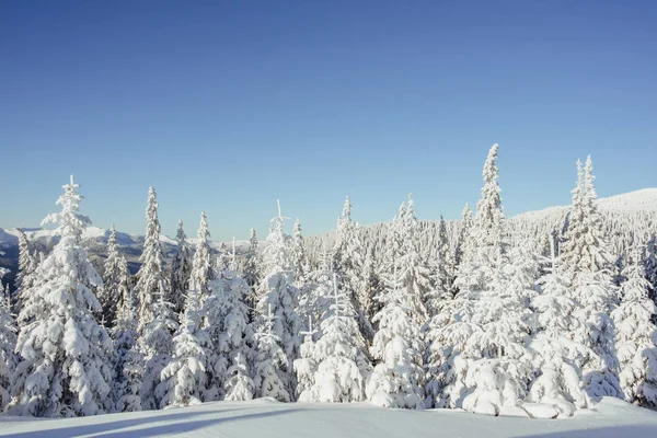 冬の神秘的な冬景色雄大な山々 魔法の冬の雪には ツリーが覆われています 劇的なシーン カルパティア ウクライナ ヨーロッパ — ストック写真