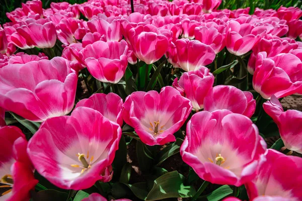 カラフルなチューリップの花畑 チューリップ当てこすり キューケンホフ花公園 — ストック写真