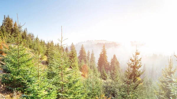 Lumière Soleil Dans Forêt Verte Tôt Matin Fantastique Brouillard Dans — Photo