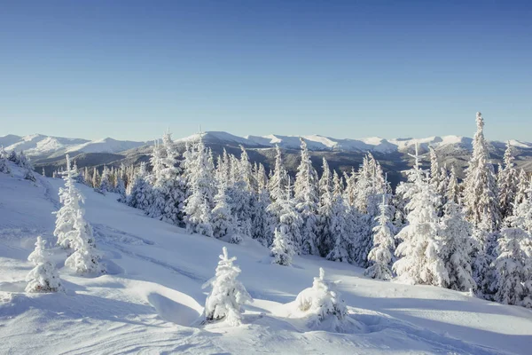 神秘的冬季景观雄伟壮观的山脉 神奇的冬雪覆盖的树 戏剧性的冬季场面 喀尔巴阡山 乌克兰 — 图库照片