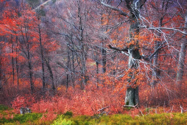 Осень Карпатах Октябре Придерживался Противоположных Взглядов Волшебное Сочетание Цветов Мороза — стоковое фото