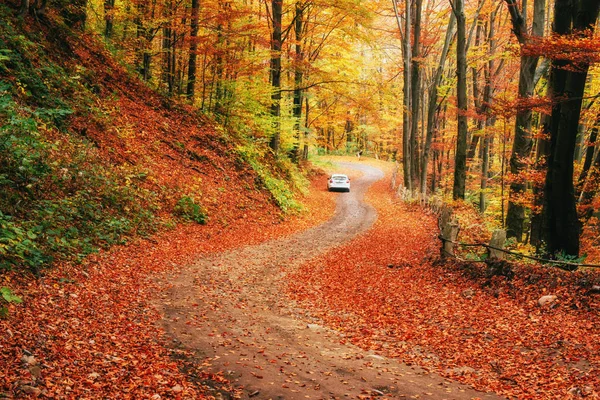 Samochód Drodze Leśnej Ukraina Europa Karpat — Zdjęcie stockowe