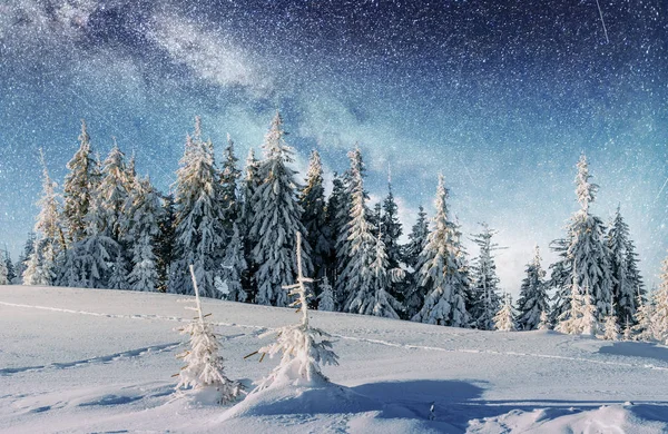 Dairy Star Trek Dans Les Bois Hiver Scène Dramatique Pittoresque — Photo