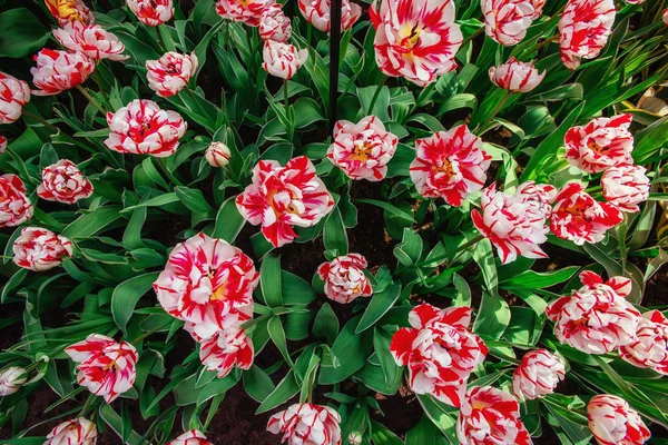 Champ Tulipes Rouge Jaune Jardin Fleuri Keukenhof Pays Bas Hollande — Photo