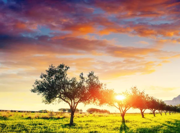 Sombra Árvore Com Pôr Sol Mundo Beleza Sicília Itália Europa — Fotografia de Stock