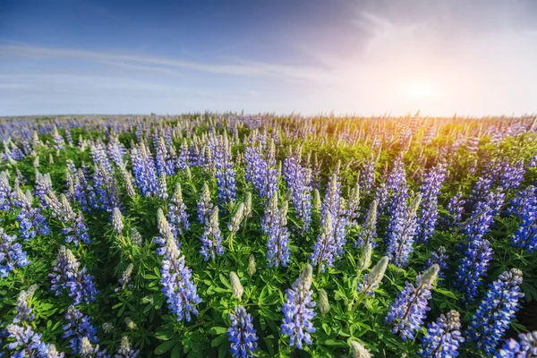 Lupinus Azul Salvaje Floreciendo Hierba Alta Verano —  Fotos de Stock