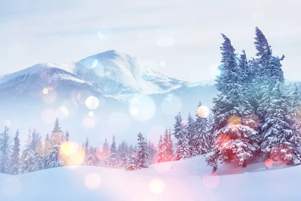 arka plan ile bazı yumuşak parlak nokta ve kar kış manzara ağaçlar ve hoarfrost çit, pul