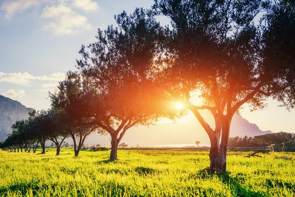 Baumschatten Mit Sonnenuntergang Schönheitswelt Sizilien Italien Europa — Stockfoto