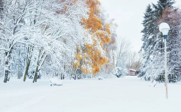 最初の冬の雪と 月山のブナ林 — ストック写真