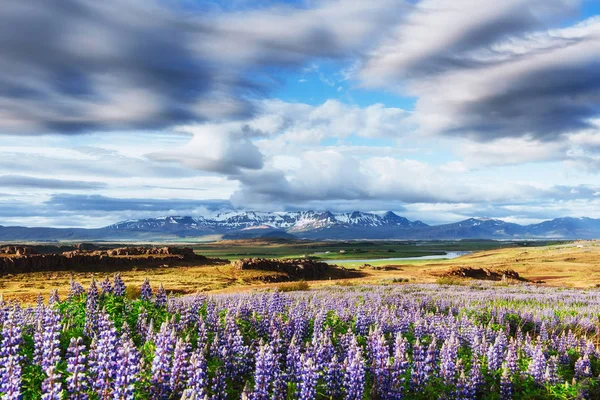 森とアイスランドの山の絵のような風景 夏に咲く野生の青いルピナス — ストック写真
