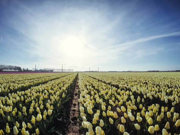 Plantacji Tulipanów Farmie Holandii — Zdjęcie stockowe