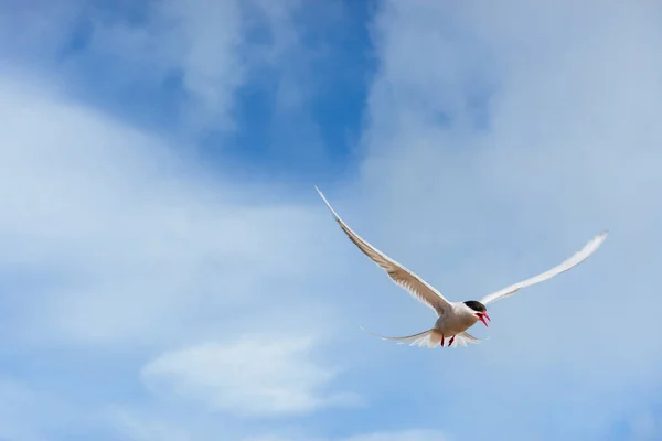 Крячок Полярний Білому Тлі Синій Хмари Ісландії — стокове фото