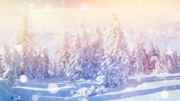 Winter Landscape Trees Fence Hoarfrost Background Some Soft Highlights Snow — Stock Photo, Image