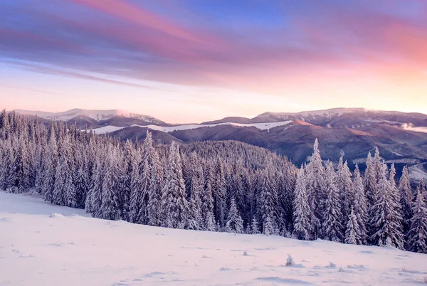 Mysterieuze Winter Landschap Majestueuze Bergen Winter Magische Sneeuw Bedekte Boom — Stockfoto