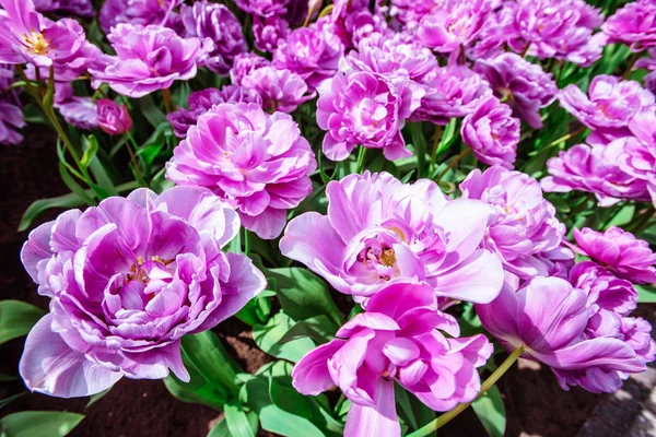 Underbara Tulpan Blommor Parken Keukenhof Tulipa Lilas Perfektion Keukenhof Blomma — Stockfoto