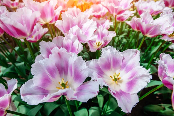 Underbara Tulpan Blommor Parken Keukenhof — Stockfoto