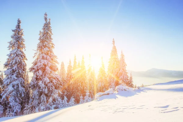 Geheimnisvolle Winterlandschaft Majestätische Berge Wintersonnenuntergang Magischen Winter Schneebedeckten Baum Foto — Stockfoto